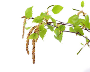 Pollen