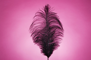 black feather over the pink background