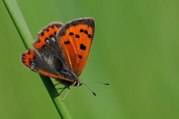 Naklejka premium Lycaena phlaeas