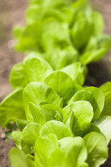 green organic salad bed, selective focus