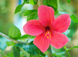 Obraz premium red hibiscus flower with green leaves