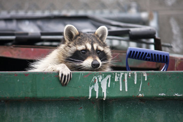 Raccoon