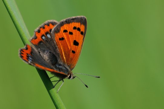 Lycaena phlaeas