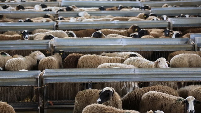 Flock of sheep