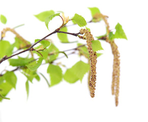 Blüten