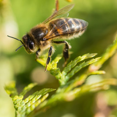 Garden Bee