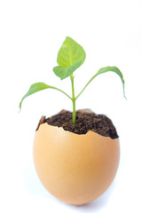 Young plant  in eggshell