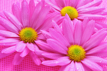 Obraz na płótnie Canvas pink chrysanthemums