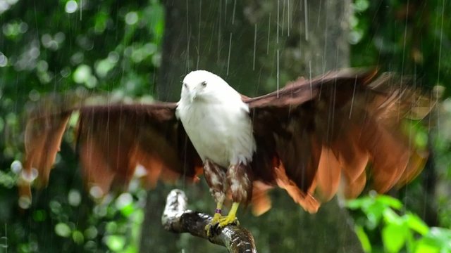 red backed sea eagle brahminy kite in the rain
