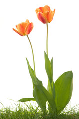 spring tulips on pure white background