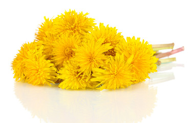 Dandelion flowers isolated on white