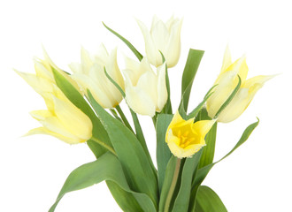 Fototapeta na wymiar Beautiful white tulips isolated on white