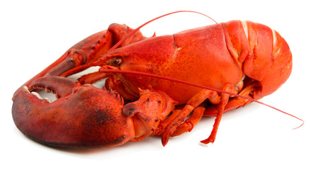 Red lobster isolated on white