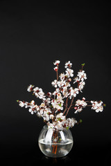 Beautiful blooming branches in vase isolated on black