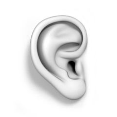 human ear isolated