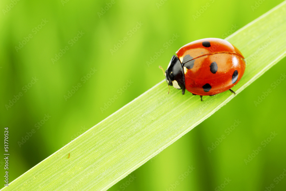 Wall mural ladybug on grass