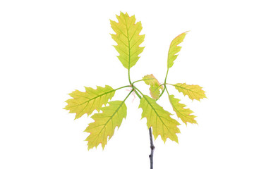 Young spring oak leaves on the branch isolated on white