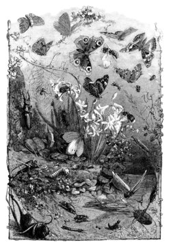 Various Insects - Zoology