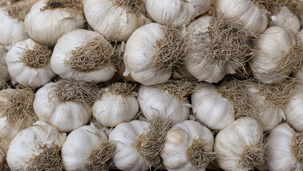 Garlic
