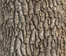 Detail of oak tree bark