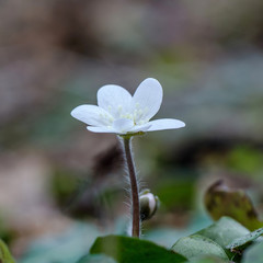 White Common Hepatica