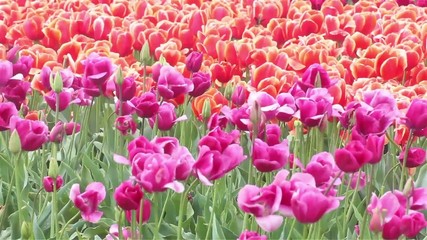Beautiful pink and orange tulips swaying in wind