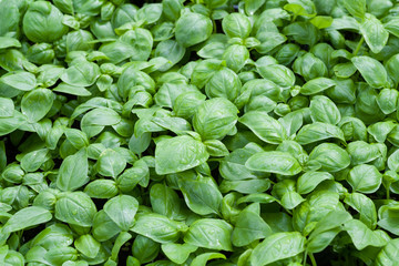 Basil in a greenhouse.