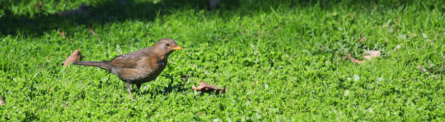 Bird on a background of flowers and herbs