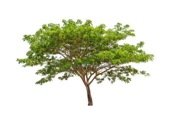 Rain tree (Samanea saman), tropical tree in the northeast of Tha