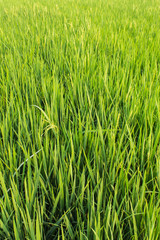 Obraz premium Green fresh rice fields