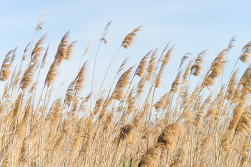 Obraz premium Reeds