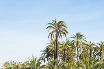 Fototapeta na wymiar Palm tree plantation