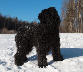 Fototapeta premium black russian terrier