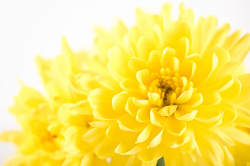 Close up of yellow flower aster, daisy