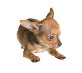 short haired chihuahua puppy in front of a white background