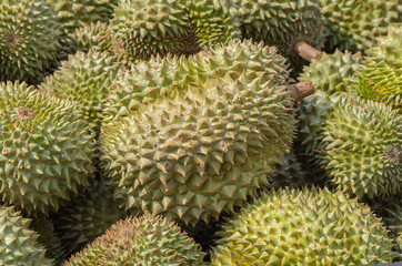 Naklejka na ściany i meble Durian.
