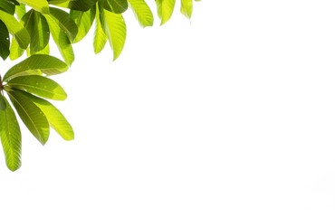 Obraz premium Sal Tree isolate