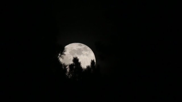 The rising full moon through the pines