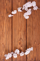Wooden board framed by flowers of apricot