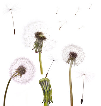 set of old dandelions isolated on white