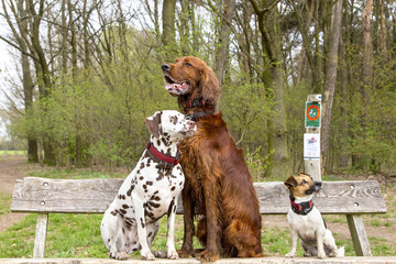 Three dogs bench