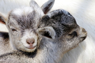 仔山羊の兄弟 © shima-risu