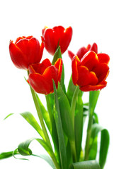 red tulips in sunlight isolated on white