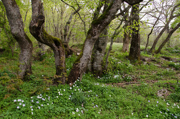 Fiori nel sottobosco umbro