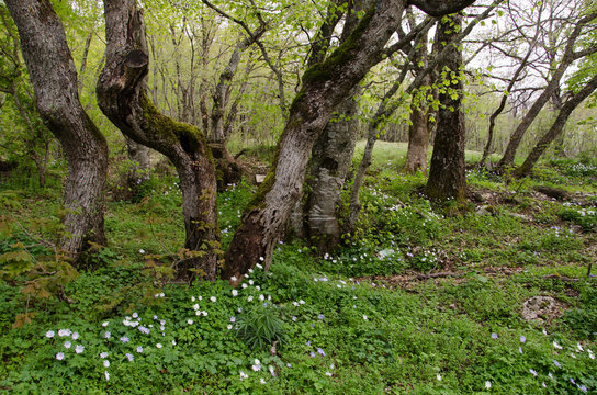Fiori nel sottobosco umbro