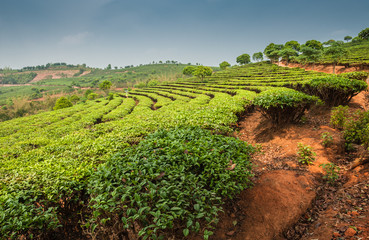 Plantations of Dadugangxiang