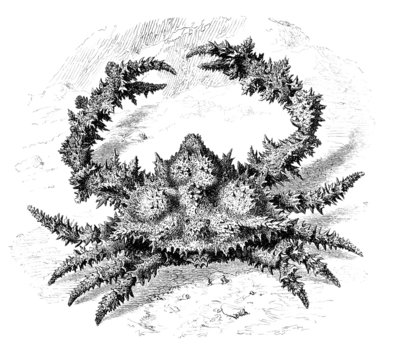 Shellfish - Crabe (Parthenope Epineuse) - Krustentier