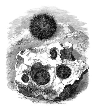 Sea-Urchin - Oursins (2 echinus : Delalandi & Perforans)