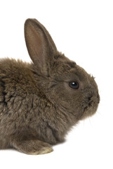 Obraz premium Baby rabbit, 4 weeks old on a white background.