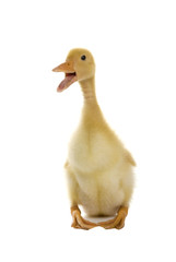 Adorable duckling quacking on a white background.